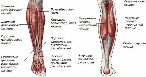 szerkezete alsó lábszár