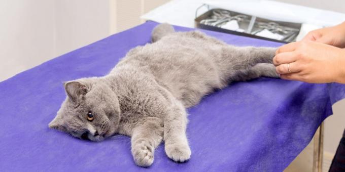 Felkészülés macskák sterilizáló