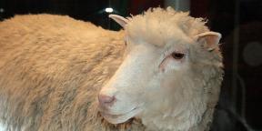 Mi változott a klónozás világában a juhok Dolly napja óta