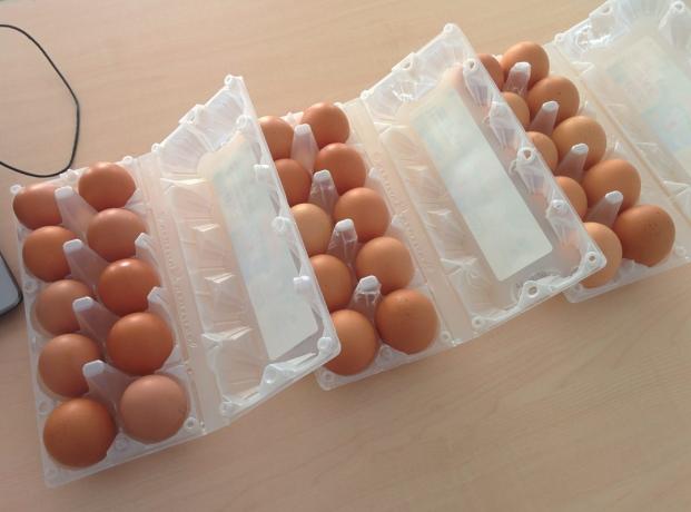 Mi jövedelmezőbb vásárolni tojás