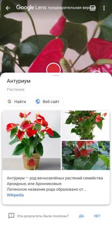 Határozza típusú szobanövények Google Lens