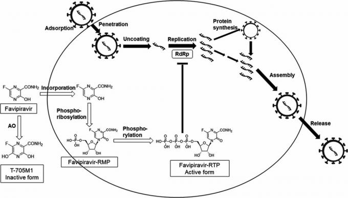 A favipiravir hatásmechanizmusa, amely alapján az Avifavir kifejlesztésre került