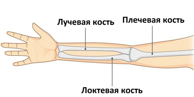 Ha egy kar eltörik, a három csontjának egyike megsérül.