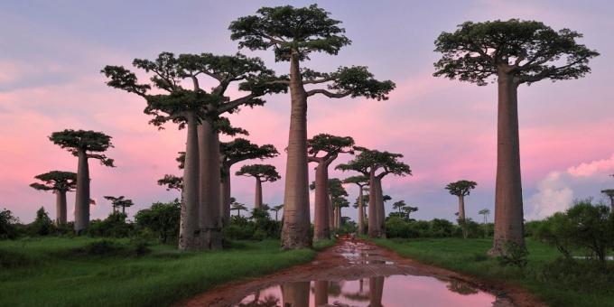 Madagaszkár erdők