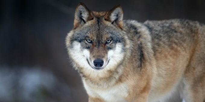 Tévhitek és érdekes tények az állatokról: a vezér vezeti a farkasfalkát