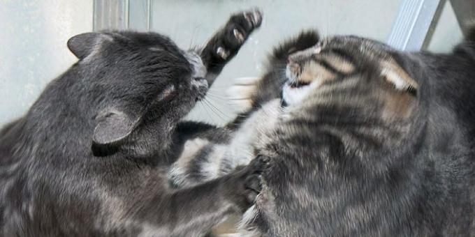Területi agresszió macska