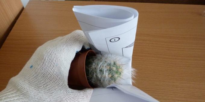 Hogyan transzplantáció a virág, ha transzplantáció egy kaktusz, vigye egy összetekert papír