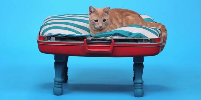 Hogyan készítsünk egy barkács macskát a bőröndből