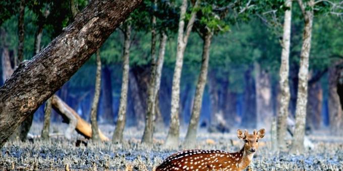 Sundarbans, India és Banglades