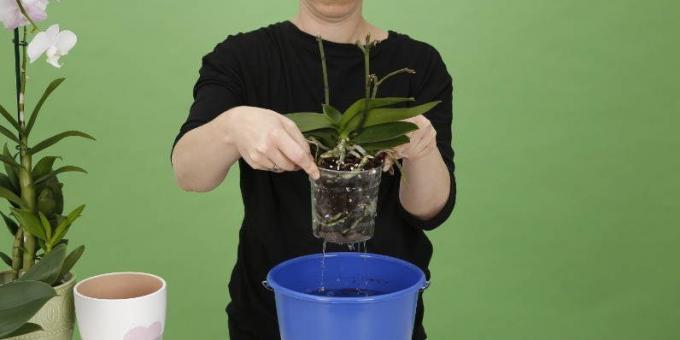 Hogyan víz Orchid: emelni a pot, hogy megszabaduljon a felesleges víz