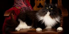 Szibériai macska: fajta leírása, jellege és gondozása