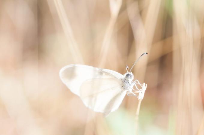 milyen szép fényképezni egy pillangó