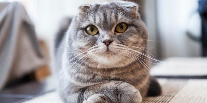 Scottish fold: a leírás a fajta