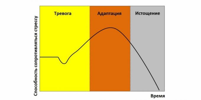 Az adaptációs szindróma szakaszai