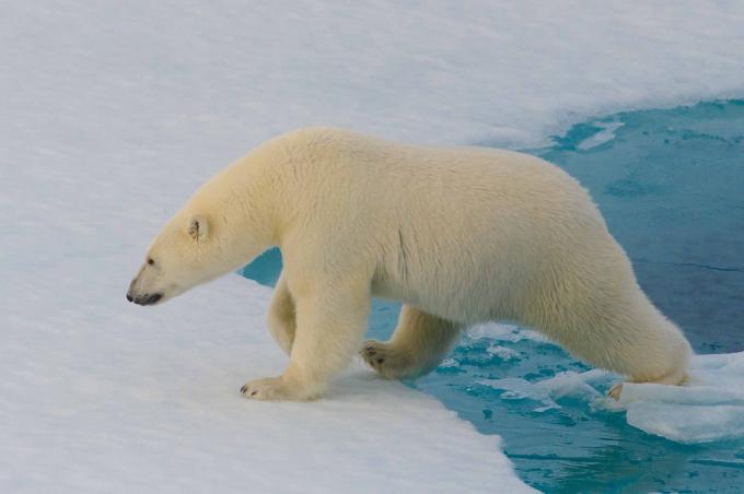 Érdekességek: jegesmedvék nem lehet kimutatni a hőkamera