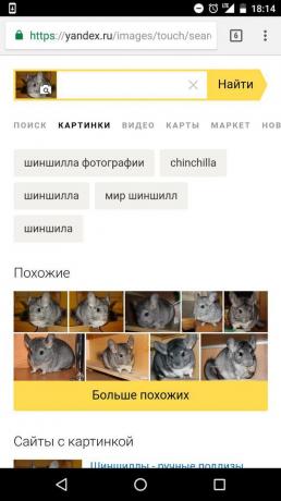 „Yandex”: meghatározását az állat a képre