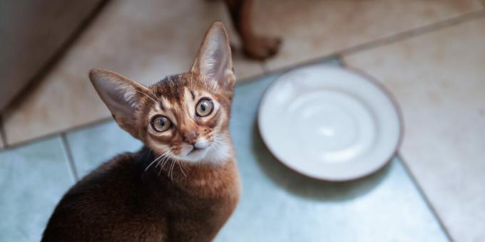 Mit kell etetni az abesszin macskákkal