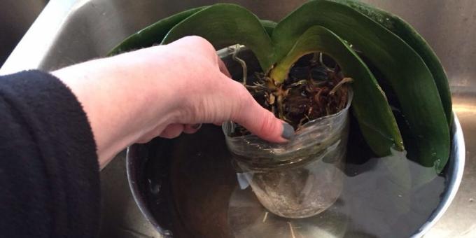 Hogyan, hogy a víz az orchidea: merülés, vegyen egy mély tálba, vagy más tároló