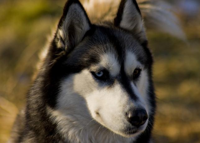 szibériai husky