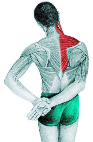 Anatomy of stretching: csuklyás izom, supraspinatus, deltoid izom