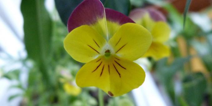 Szerény virágok virágágyások: három színű Viola