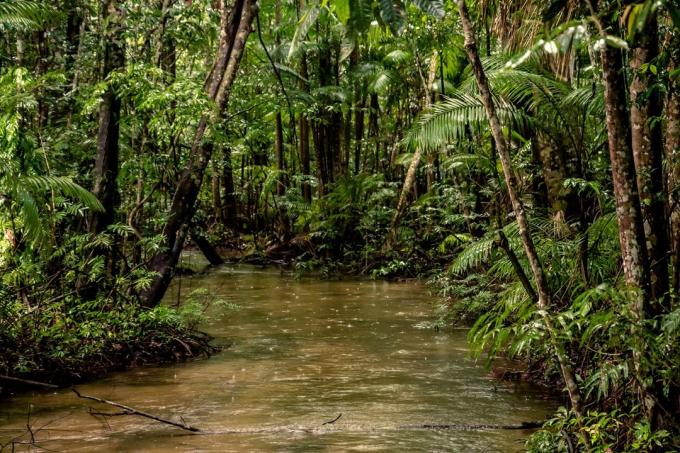 Érdekességek: 20% oxigént termelt Amazon erdő