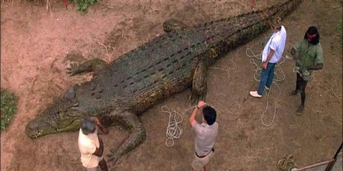 Krokodilfilmek: "Sötét idők"