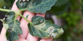 Hogyan kezeljük a paradicsom, a burgonya és más növények késői fertőzését