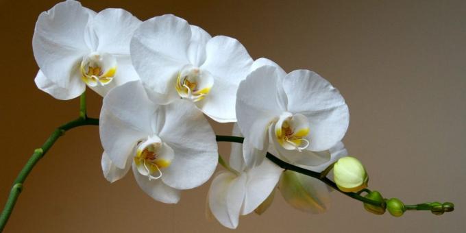Hogyan törődik orchideák phalaenopsis