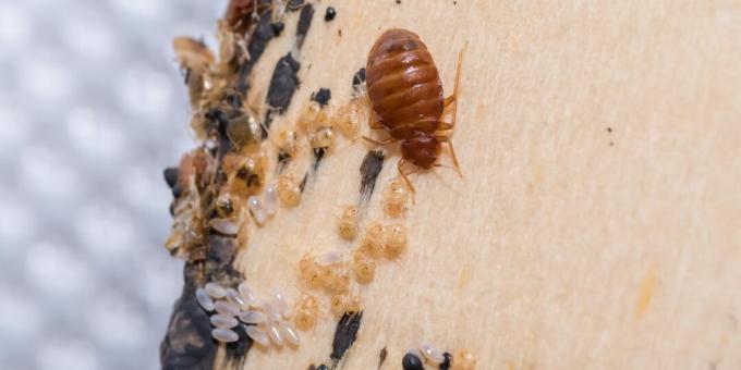Hogyan lehet megszabadulni az ágyi poloskáktól: Keressen tojásokat, bőrt és rovar ürüléket félreeső helyeken