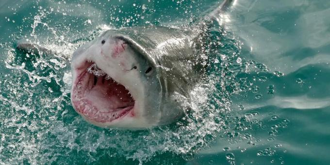 Népszerű tévhitek: a cápák tévedésből támadják meg az embereket