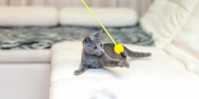 Orosz kék macska: leírás, természet és az ellátás szabályai