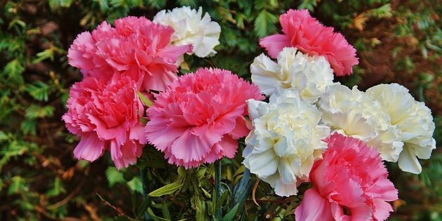 Évelők, virágzás egész nyáron: Carnation