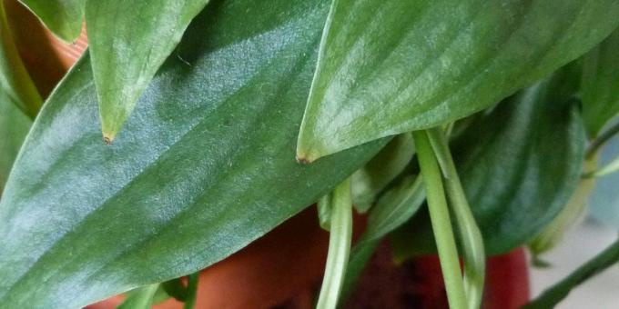 Care Spathiphyllum otthon: Hogyan kezeljük Spathiphyllum ha száraz levélcsúcsaiból