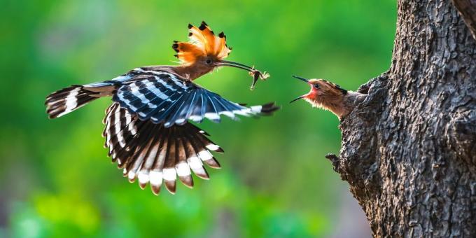 2019 legjobb kép: Hoopoe a fióka