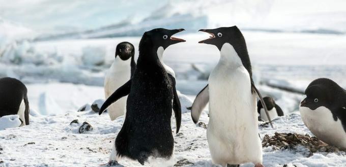 Pingvinfilmek: "A pingvinek"