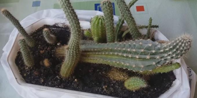 Hogyan törődik kaktuszok: deformáció miatt a fény hiánya
