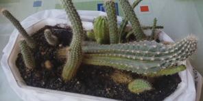 Hogyan törődik kaktuszok: átfogó útmutató