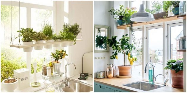 Plant a konyhában