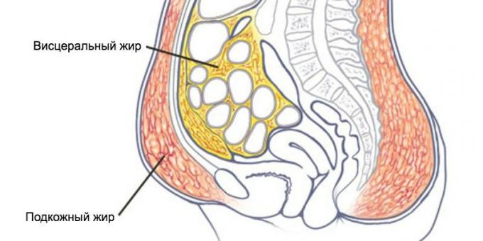 Szubkután és zsigeri zsír