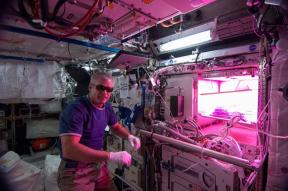 Saláta az űrben. Az űrhajósok termesztenek az ISS-en, és miért fontos