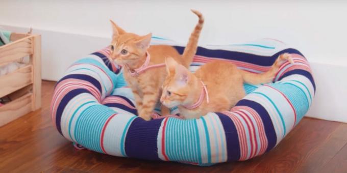Hogyan készítsünk egy csináld magad pulóverágyat macskának